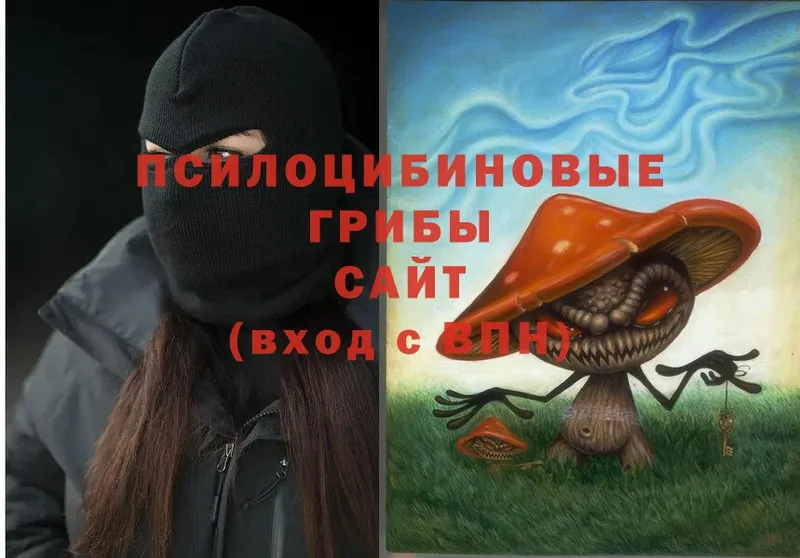 сколько стоит  Торопец  Галлюциногенные грибы Cubensis 